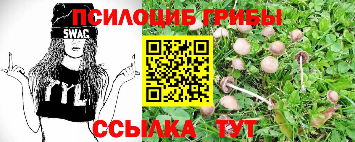 Псилоцибиновые грибы Psilocybe Михайловка